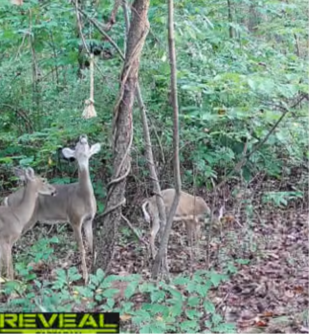 Unscented Scrape Rope
